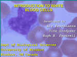 introduction to white blood cells