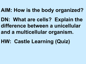 AIM: How is the body organized?