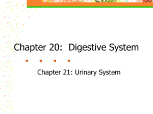 Chapter 20: Digestive System