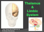 Thalamus and Limbic System