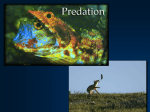 Predator-prey theory