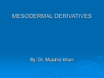 7.Mesoderm Derivatives