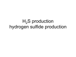 H2S production hydrogen sulfide production