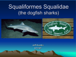 Squaliformes Squalidae (the dogfish sharks)