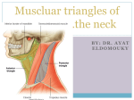 Muscluar triangles of the neck
