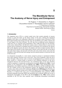 The Mandibular Nerve: The Anatomy of Nerve Injury and