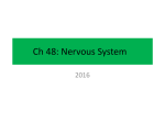Ch 48: Nervous System