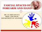 Fascial Spaces of Forearm And Hand 2[PPT]