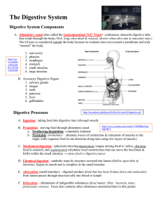 Digestive System Notes - Full Version