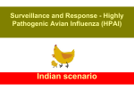 Highly Pathogenic Avian Influenza: Indian