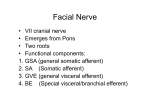 Facial Nerve