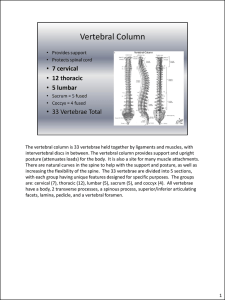 The vertebral column is 33 vertebrae held together by ligaments and