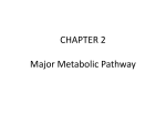 Major Metabolic Pathway
