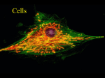 Prokaryotic cell