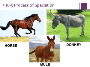 mechanisms of speciation