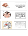 Cerebral Cortex: The 2-3 mm membrane around the cerebrum to