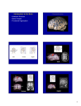 Basic brain anatomy