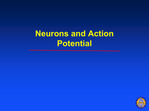 Neurons and action potential