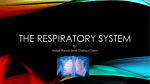 Respiratory system