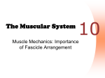 Muscles - Lever Systems