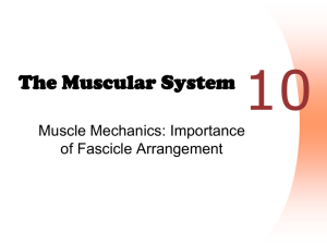 Muscles - Lever Systems