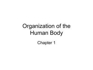 Organization of the Human Body