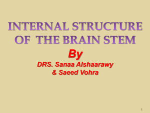 6-Internal Structures of Brainstem2015-08-29 22
