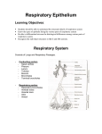 Functions of Respiratory Epithelium