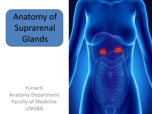 Location of Suprarenal Glands