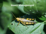 How to scout for insects - Integrated Pest Management