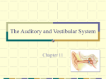 The Auditory and Vestibular System