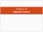 Chapter 14 Digestive System - Get a Clue with Mrs. Perdue