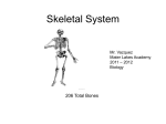 Skeletal System - Mater Academy Lakes High School