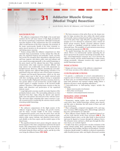 Chapter 31 Adductor Muscle Group (Medial Thigh