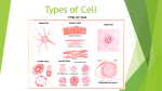 Types of Cell - WordPress.com