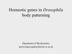 Homeotic genes in Drosophila embryonic patterning