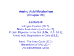 Amino Acid Metabolism (Chapter 20) Lecture 8: