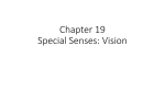 Chapter 19-special senses