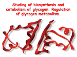 Studing of biosynthesis and catabolism of glycogen. Regulati