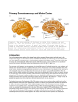 Primary Somatosensory and Motor Cortex