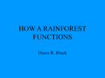 how a rainforest functions