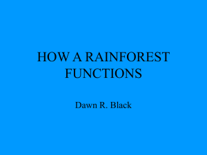 how a rainforest functions