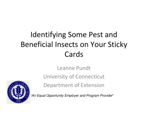 Identifying Some Pest and Beneficial Insects on