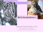 Bird Vocalizations