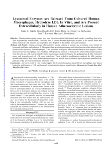 Lysosomal Enzymes Are Released From Cultured Human