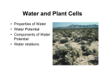 Water and Plant Cells