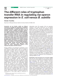The different roles of tryptophan transfer RNA in regulating trp
