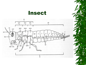 Insect