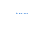 Brain stem - DENTISTRY 2012