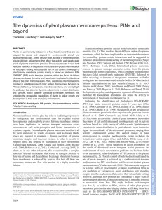 The dynamics of plant plasma membrane proteins